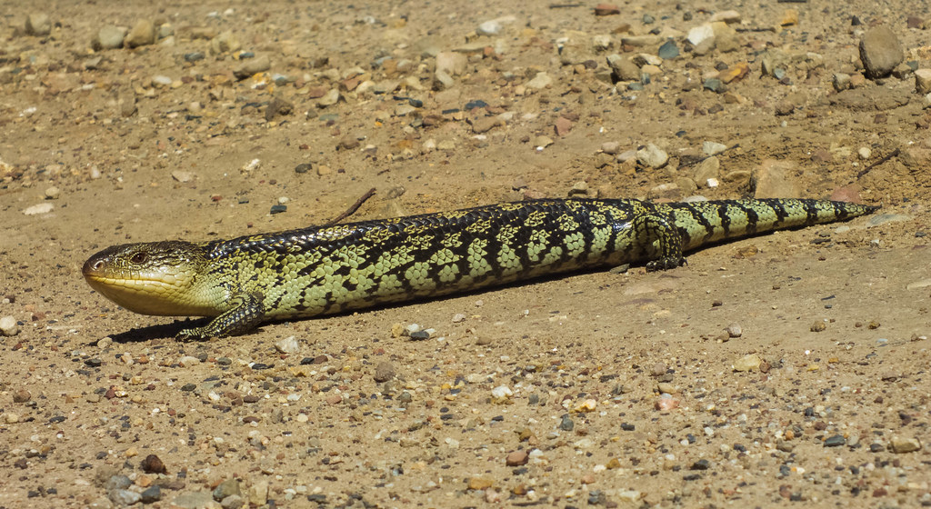 blue tongue lizard . sunning in a very dangerous place