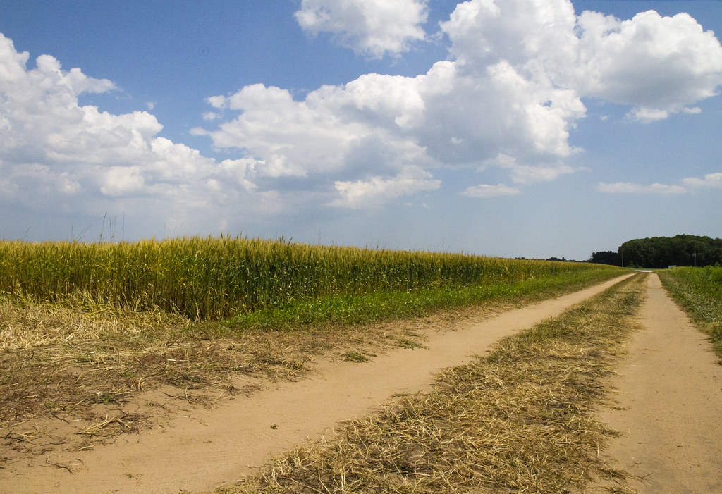 Wisconsin Wheat Wilfert Farms, Two Rivers, Wisconsin Lester Public