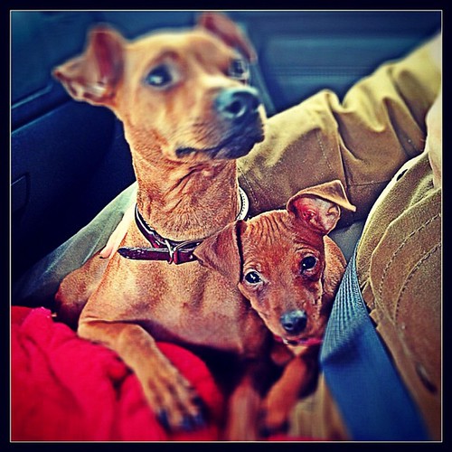 ridinminpin minpin minpins minstapin minpindaily Flickr