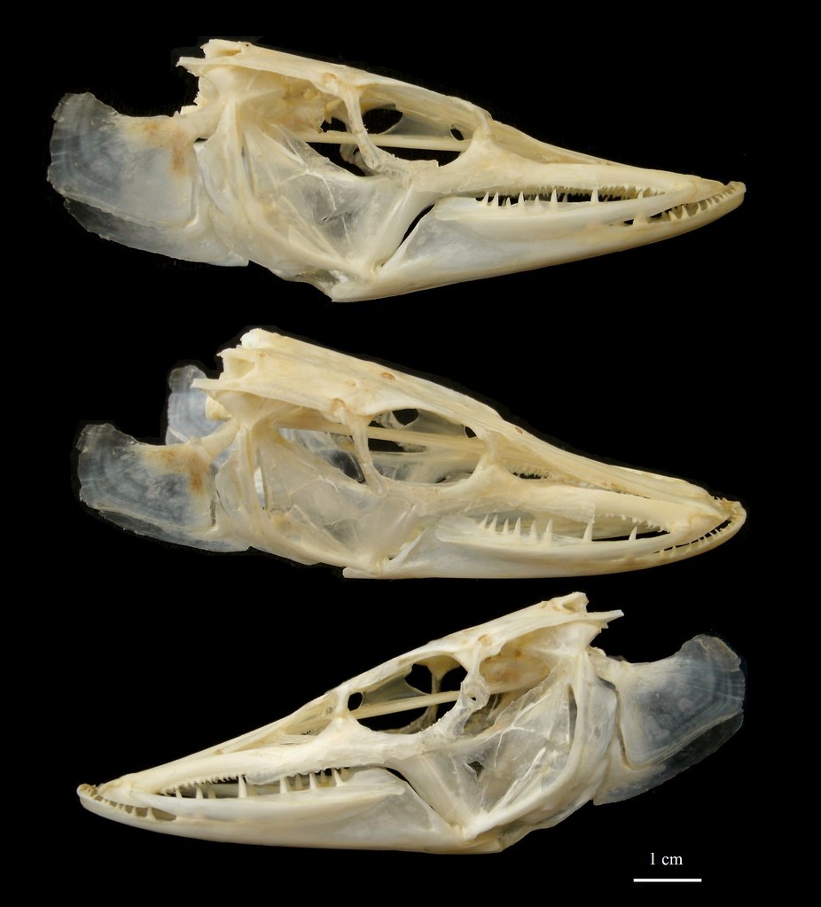 Crâne de Grand Brochet / Northern Pike Skull (Esox lucius)… Flickr