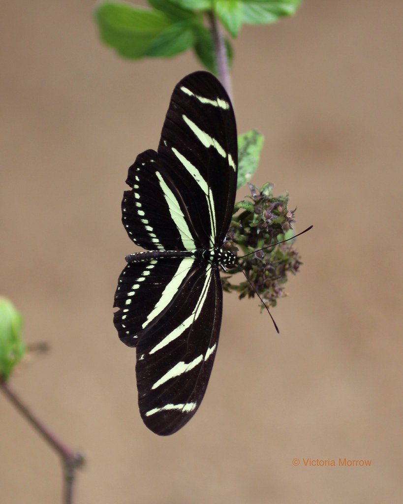 Zebra heliconian butterfly Santa Barbara Museum of Natural… Flickr