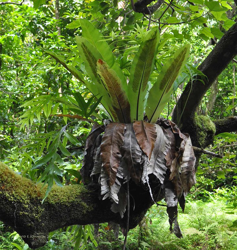 Kaipapau Gulch 6.18.14 Flickr