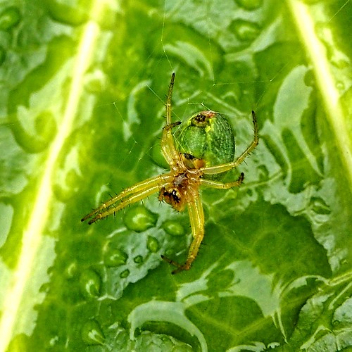 Green Orb Weaver Spider Arachnid Mick Weaver Flickr