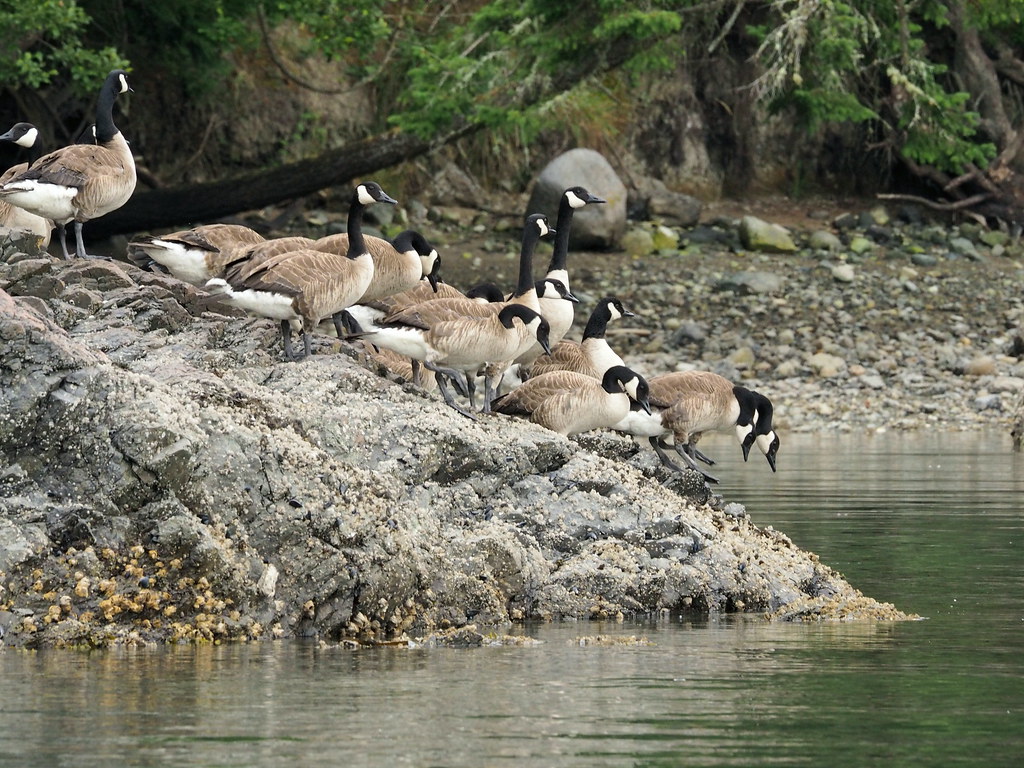 P7055844copy Blind Bay, Shaw Island, Sherrie Stahl Flickr