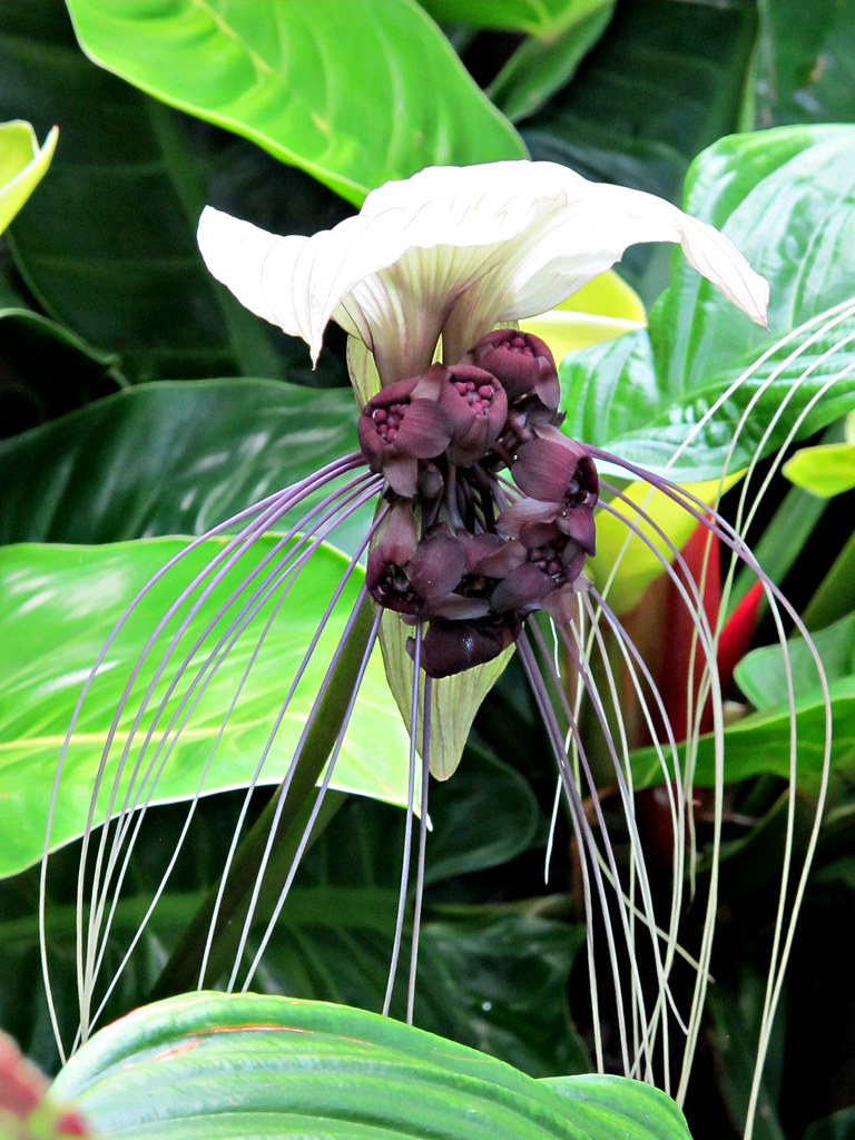 White Bat Flower, Lewis Ginter Botanical Garden IMG_0929 Flickr