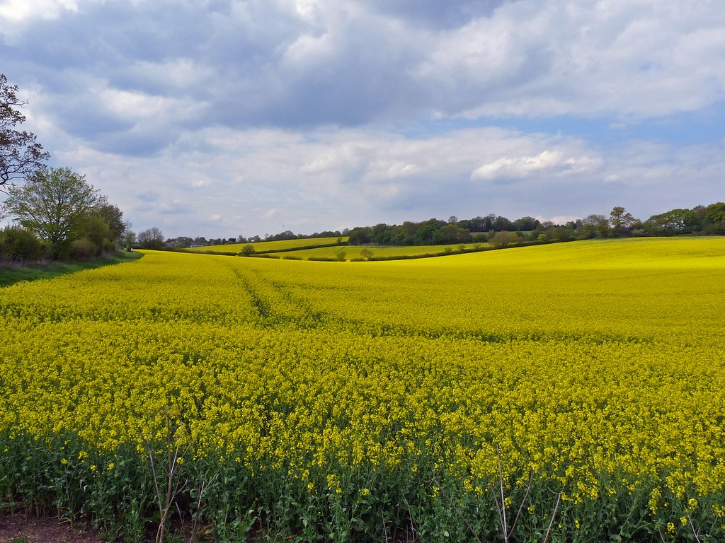 Whiteway Bottom, Near Bendish, Hertfordshire 13th May 2010… Paul