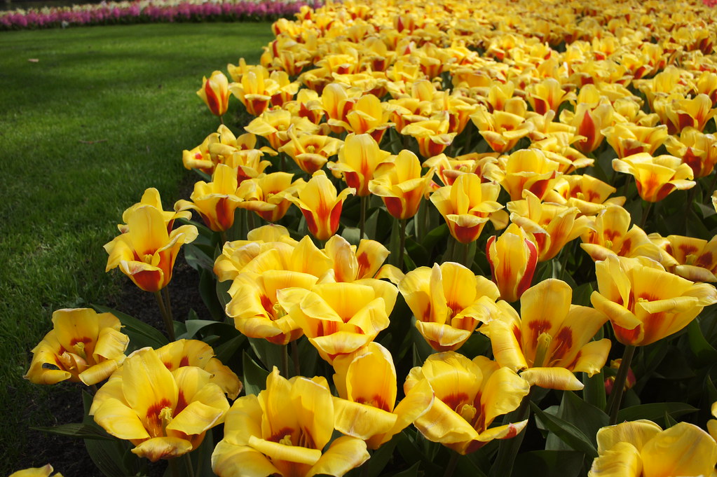 Dutch flowers, Keukenhof park Dmitry Eliuseev Flickr