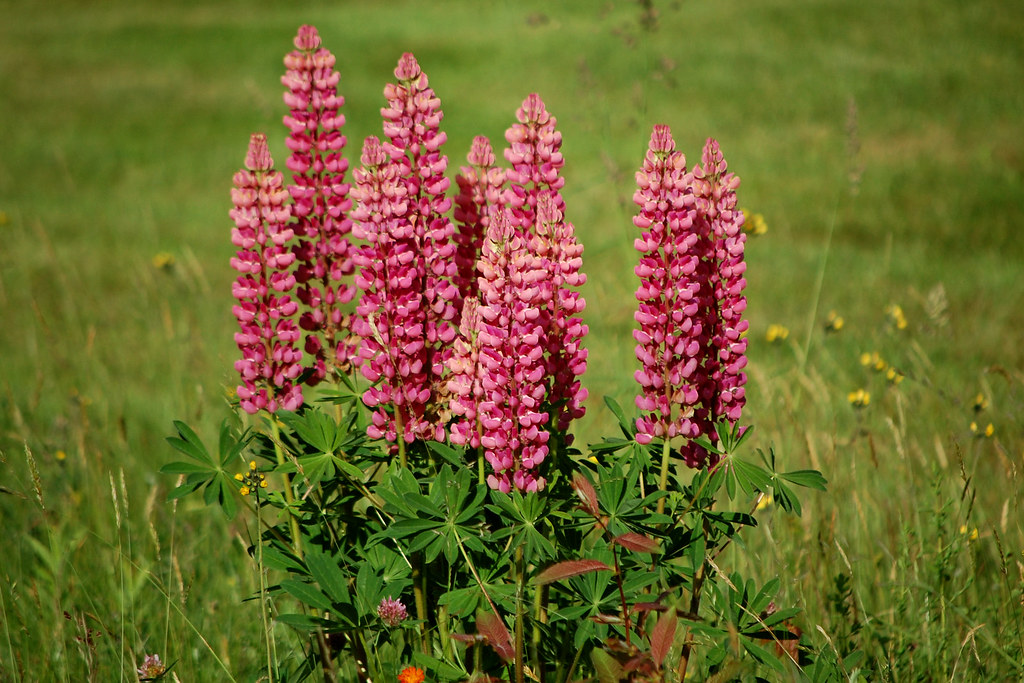 Lupine The wild lupines are in bloom in Maine. We saw some… Flickr