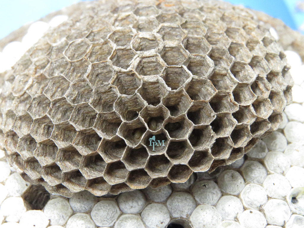 Yellowjacket Nest In some cells, early instar larvae were … Flickr