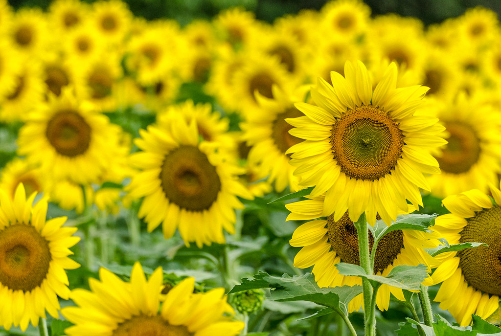 Sunflower field at McKeeBeshers WMA, MD lalo_pangue Flickr