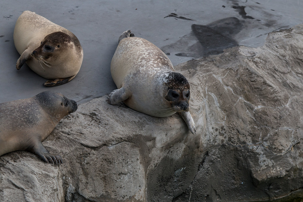 Eastern Atlantic common seal Hans De Bisschop Flickr