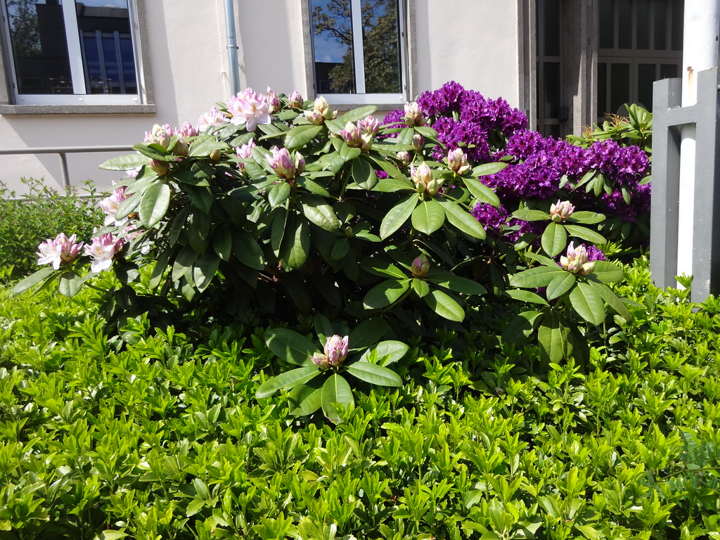 Neunkirchen, Saarland (state of germany), Art of flowers o… Flickr