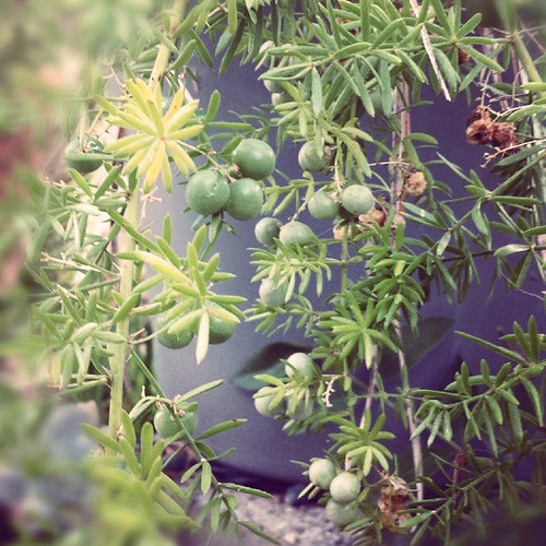 Berries of asparagus fern Anika Malone Flickr