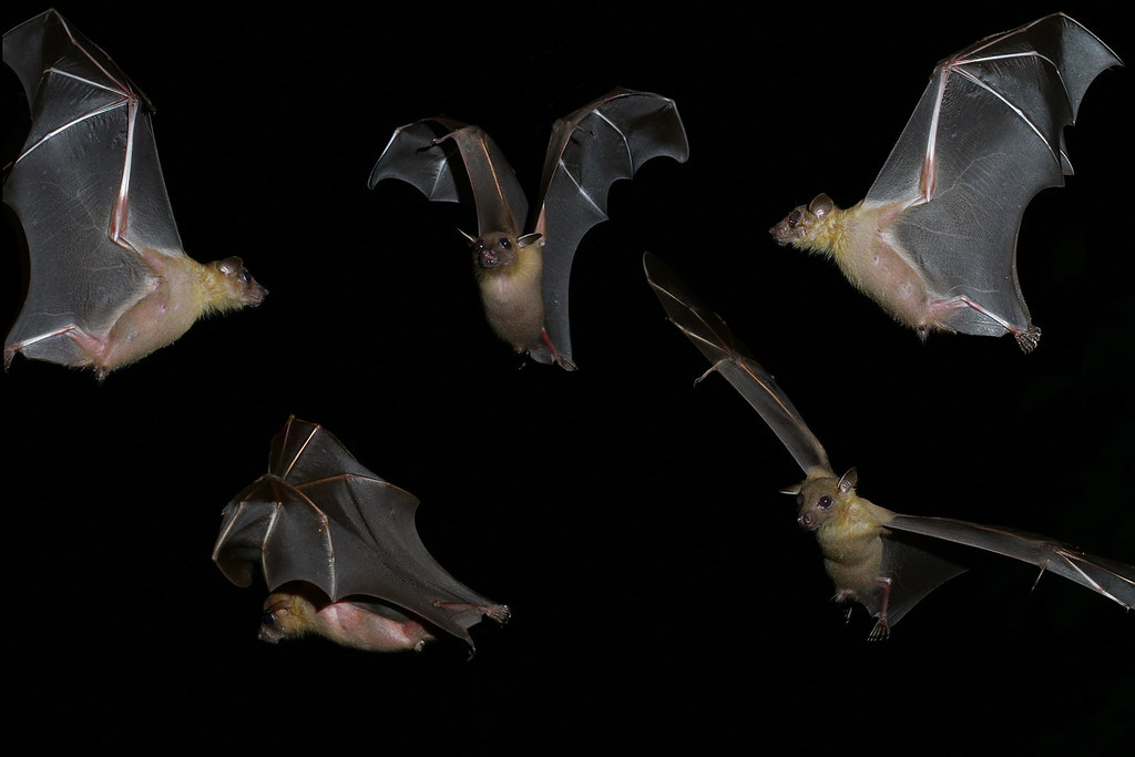 Lesser Dogfaced fruit bat Combination of 5 photos of frui… Flickr