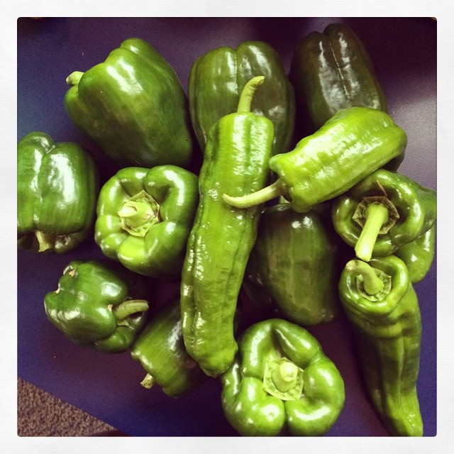 These peppers smell sooo good! guthriegarden growandsew … Flickr