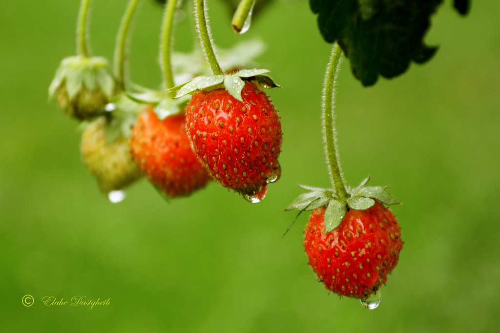 strawberries in the rain fan page after a heavy rain and m… Flickr