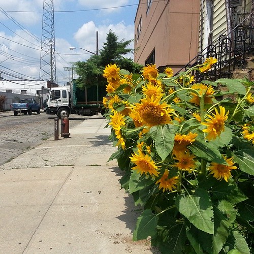 Red Hook. New York Taras Shkitsa Flickr
