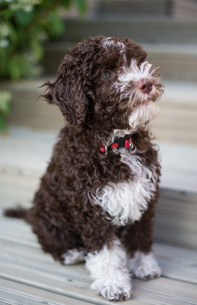 Tosca 10 weeks Lagotto romagnolo puppy Tosca 10 weeks old.… Teemu