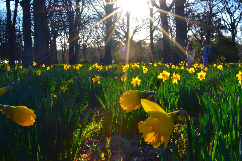 Daffodils in Hagley Park, Christchurch. Logans Photography Flickr