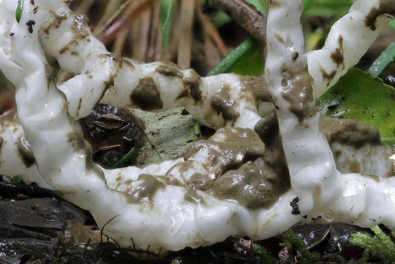 White basket fungi, ileodictyon cibarium. Hakirimata, New … Flickr