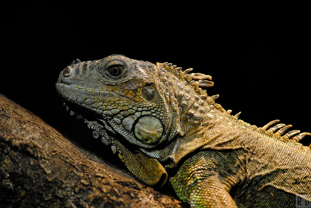 Iguane Vert Pairi Daiza L'Iguane Vert est une espèce