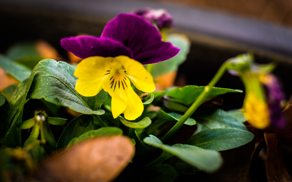 Pansy Pansy will flower in all but our coldest weather. So… Flickr
