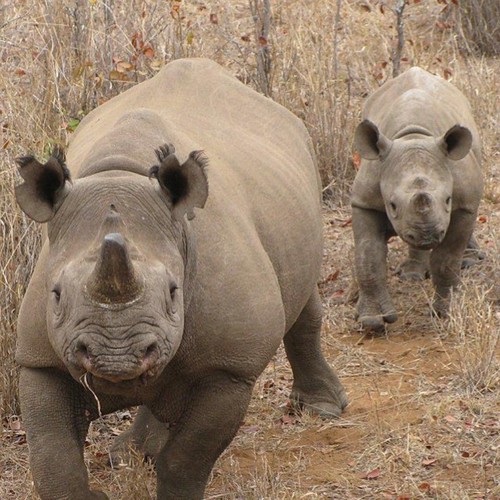 Today’s poachers are wellequipped, highly organized and d… Flickr