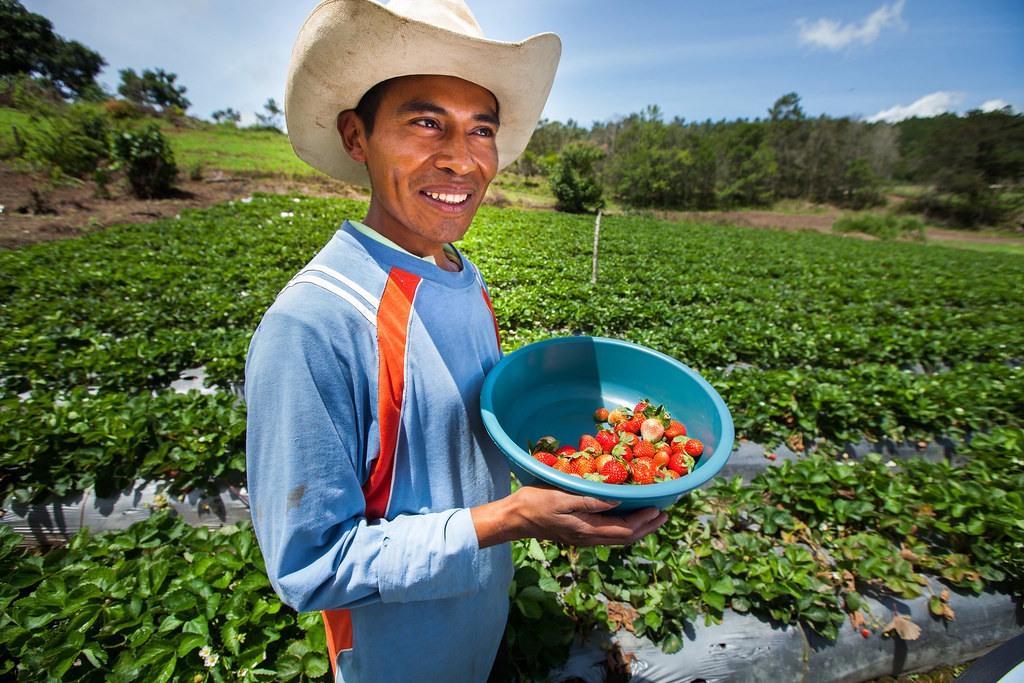 Strawberry Farmer with Harvested Berries In addition to im… Flickr