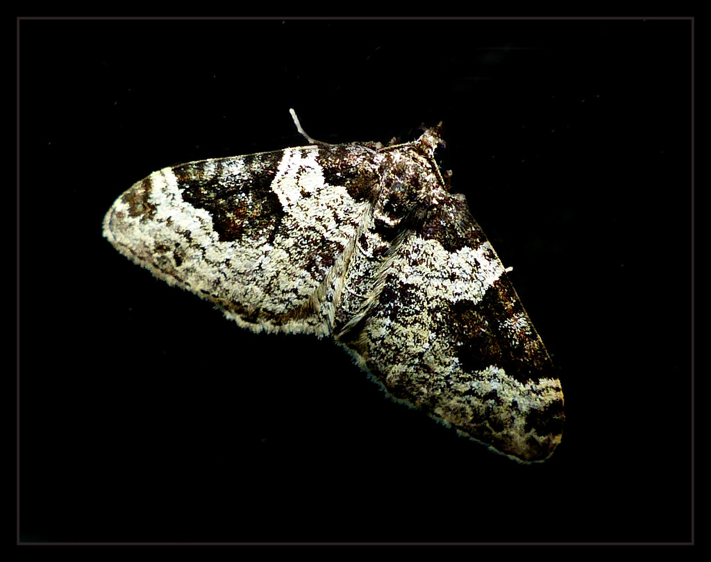 Garden Carpet moth Xanthorhoe fluctuata Week 12 2014 "C… Flickr