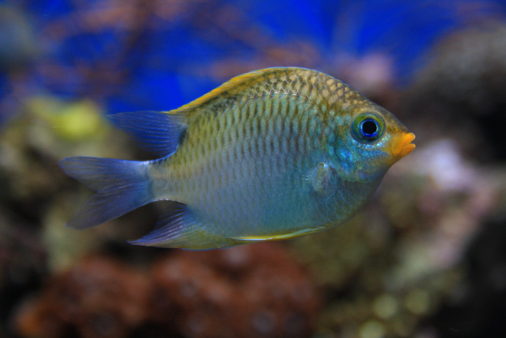 Lipstick fish I wish I could identify this fish but sadly … Flickr