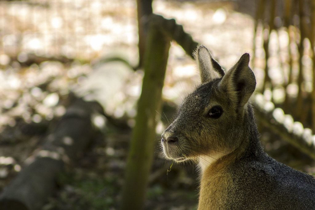 Cromer Zoo Ellie Cook Flickr