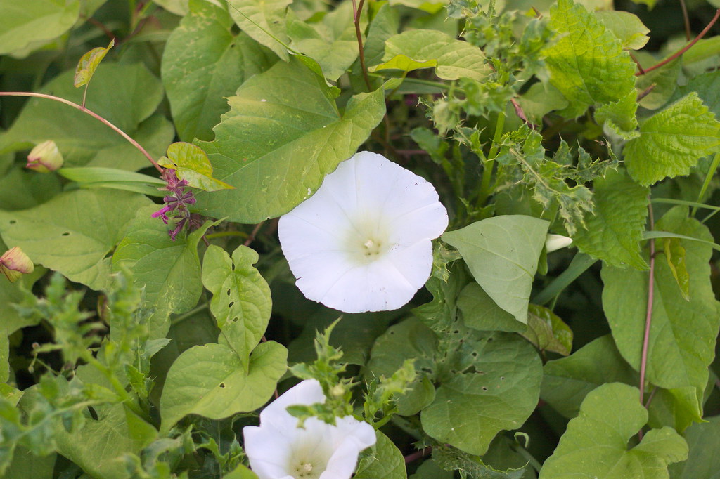 Crewe Golf Course Flickr
