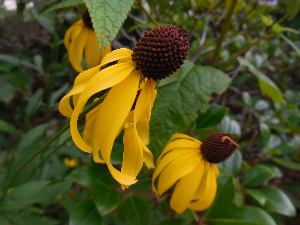 Study in Brown & Yellow Coneflowers cee1963fall Flickr