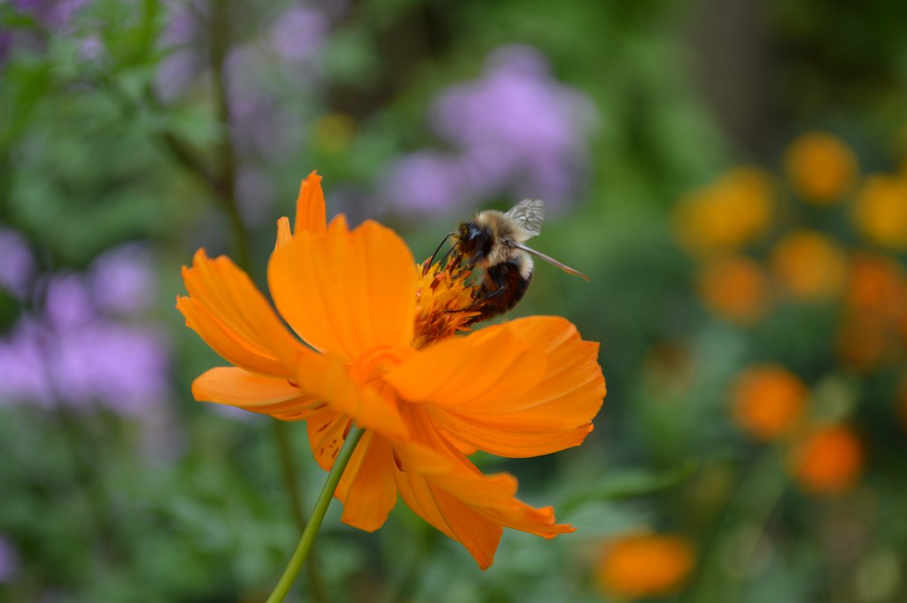 Cosmos Bee Cosmos Bee Flickr