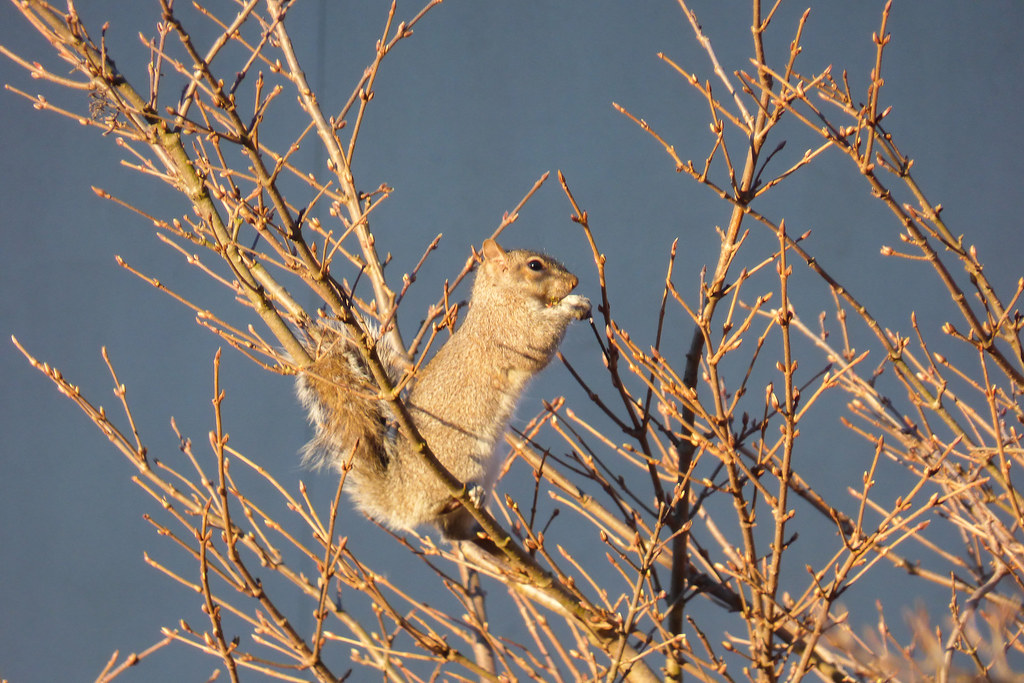 Determination. A squirrel eating buds. Pam Rivera Flickr