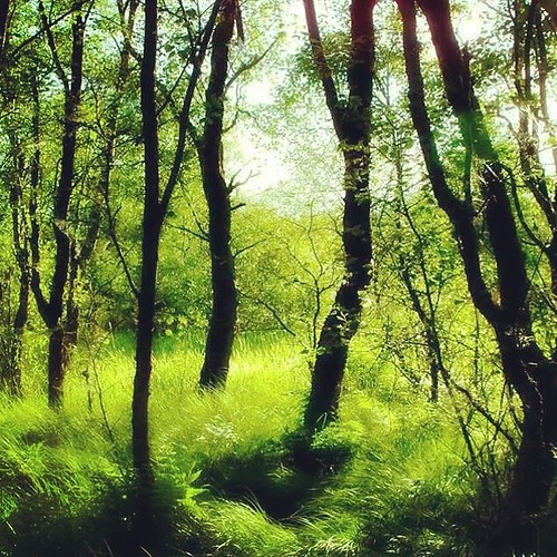 Leafy Glade Near Thriepmuir Reservoir chesser13 Flickr