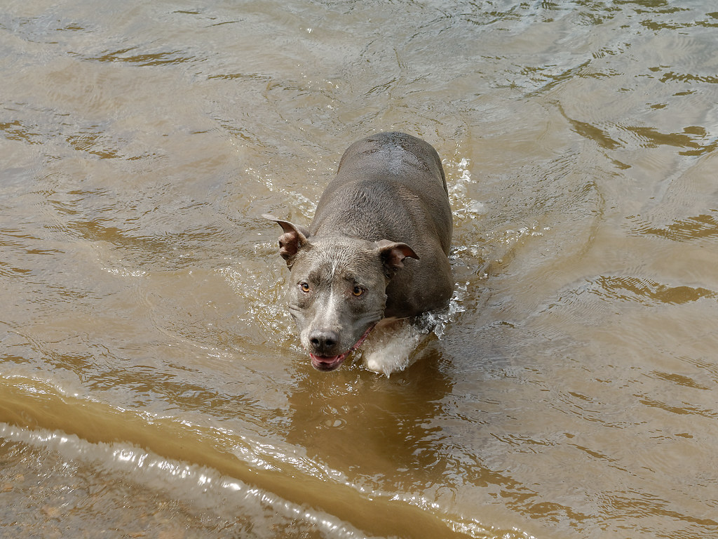 JLBoal_140727_4445_DxO River the dog at the river. We met … Flickr