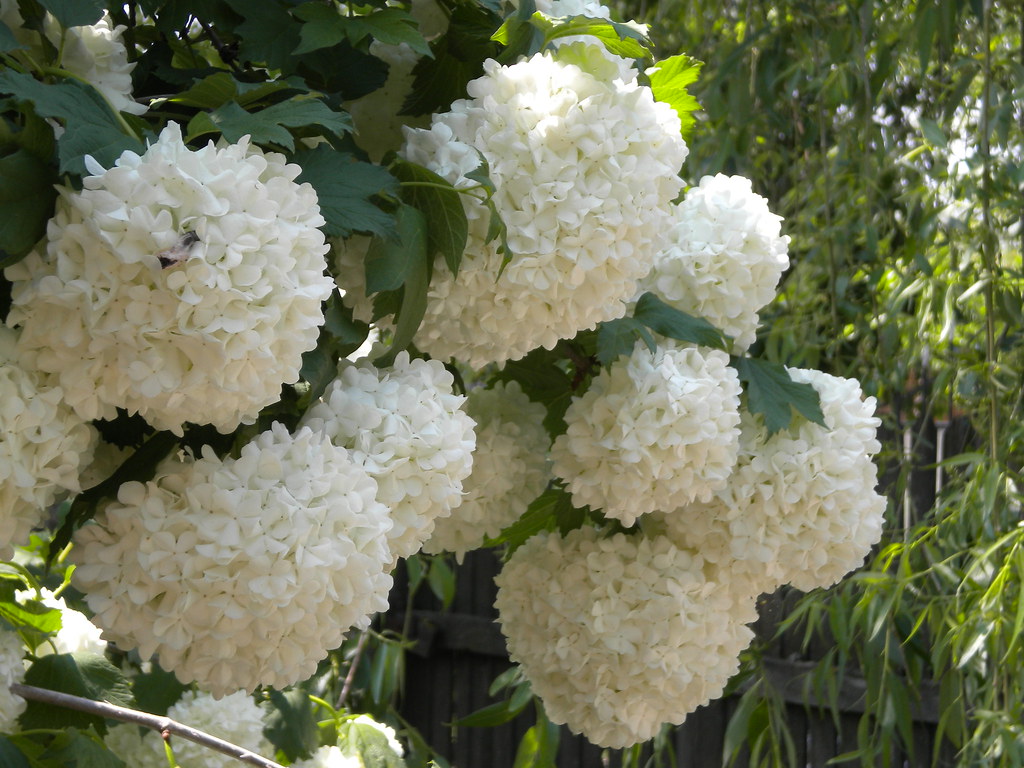 Snowball tree Viburnum opulus Sterilis Andra Franghiu Flickr