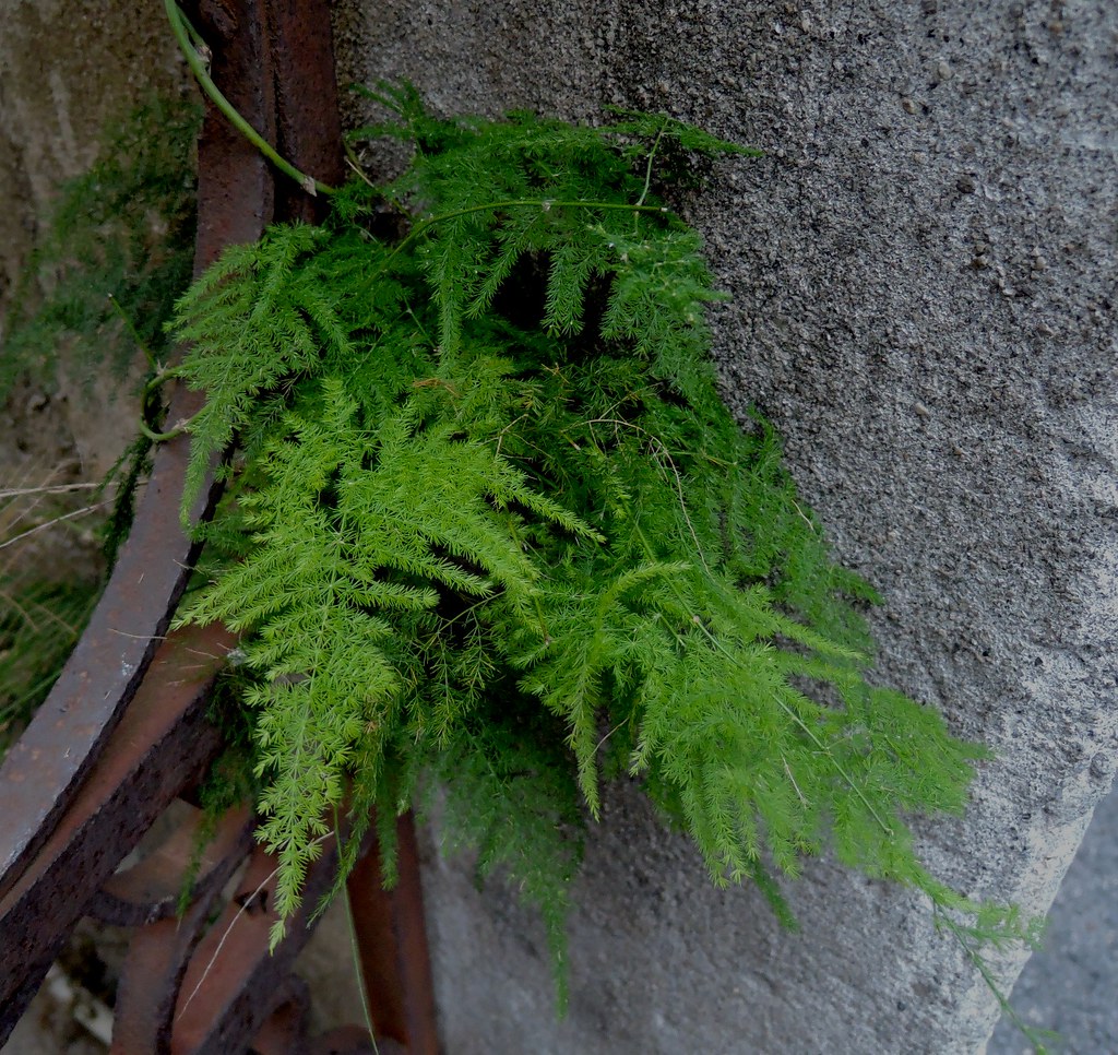 Asparagus setaceus (Kunth) Jessop, Plumosus, NGIDn12866287… Flickr