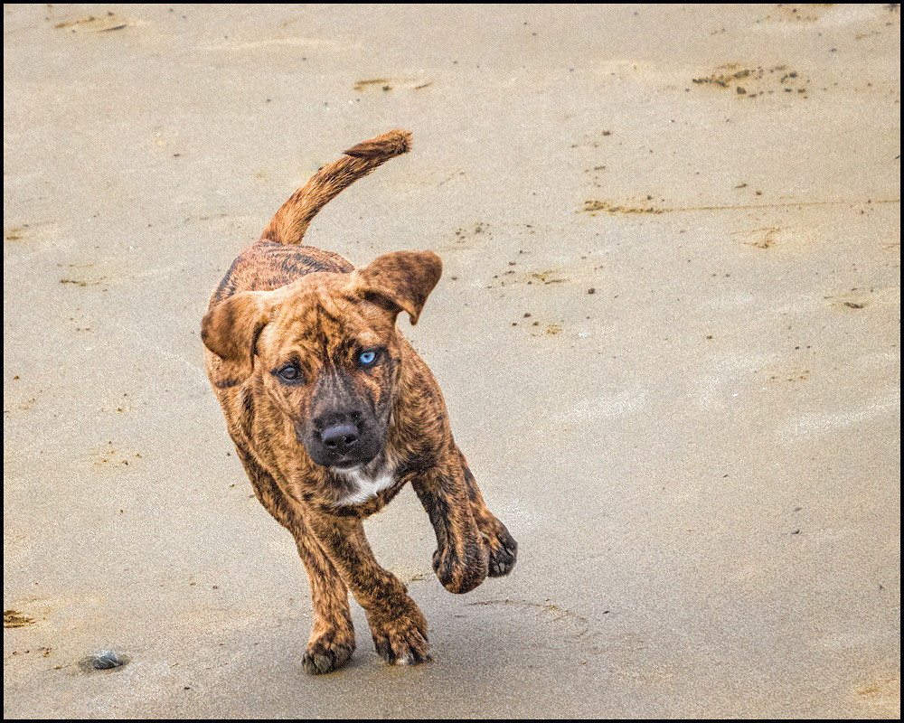 720140611DogBeach0028 SLO Coast Dogs In The Fast Lane Flickr