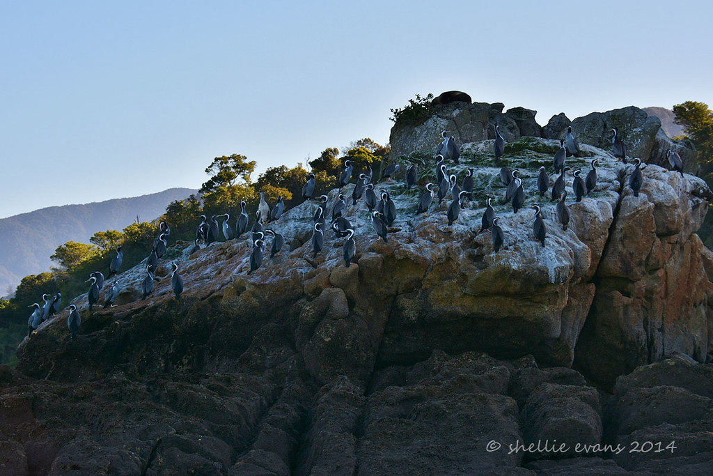 Spotted Shag (Parekareka), Abel Tasman National Park, Tasm