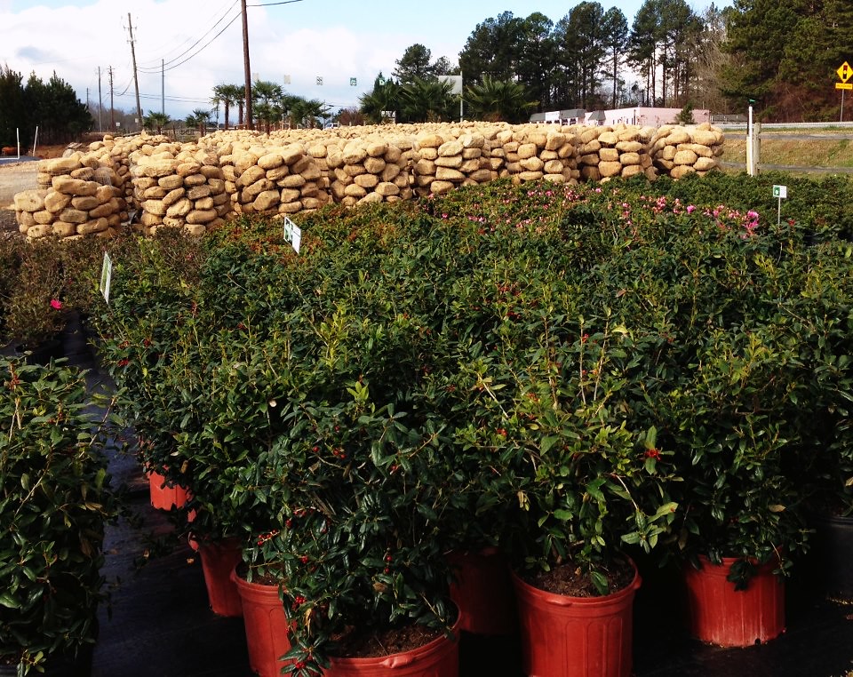 Fb16 Wholesale Nursery Flickr