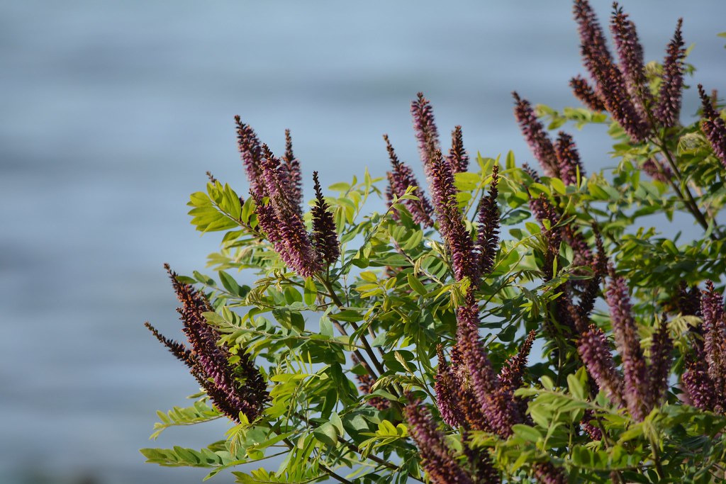 purple beauties at B.Forman Park in Pultneyville, NY Flickr