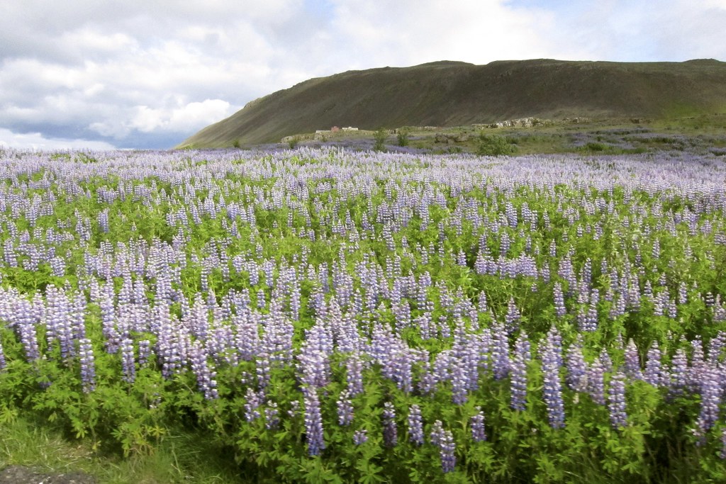 Iceland purple flowers From Snaefellsnes Peninsula, we d… Flickr