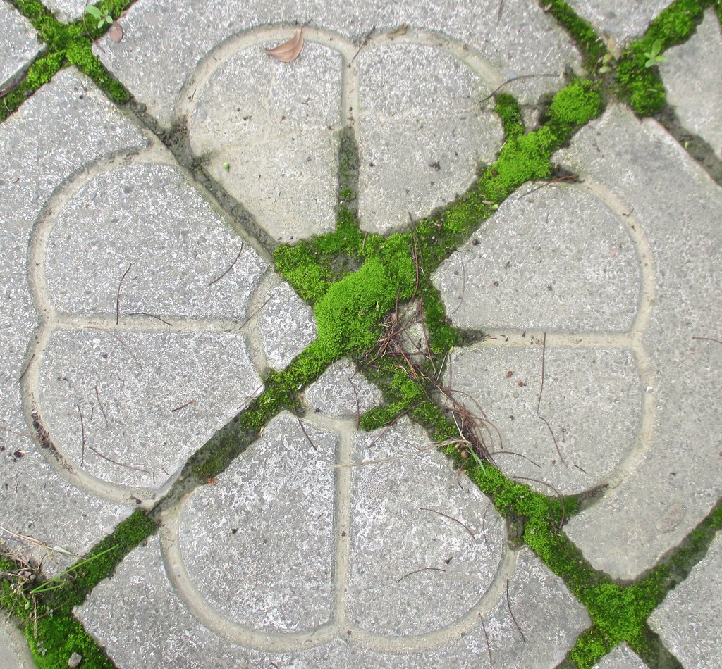Moss on sidewalk1 Moss decorating corners on sidewalk tile… Lyn