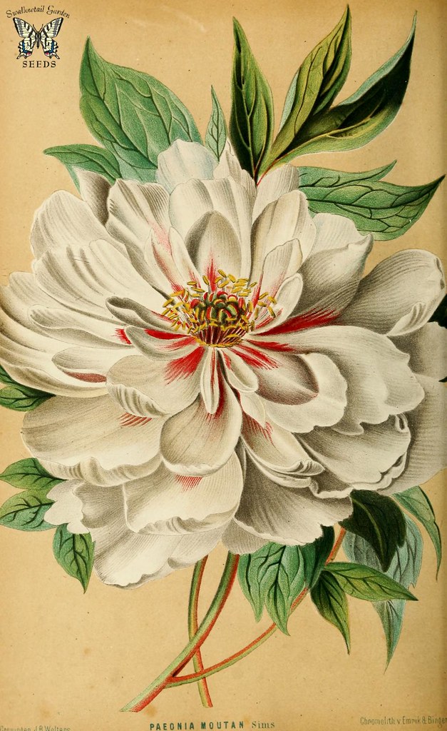 Tree peony, Moutan. Paeonia suffruticosa. Neerland's Plant… Flickr