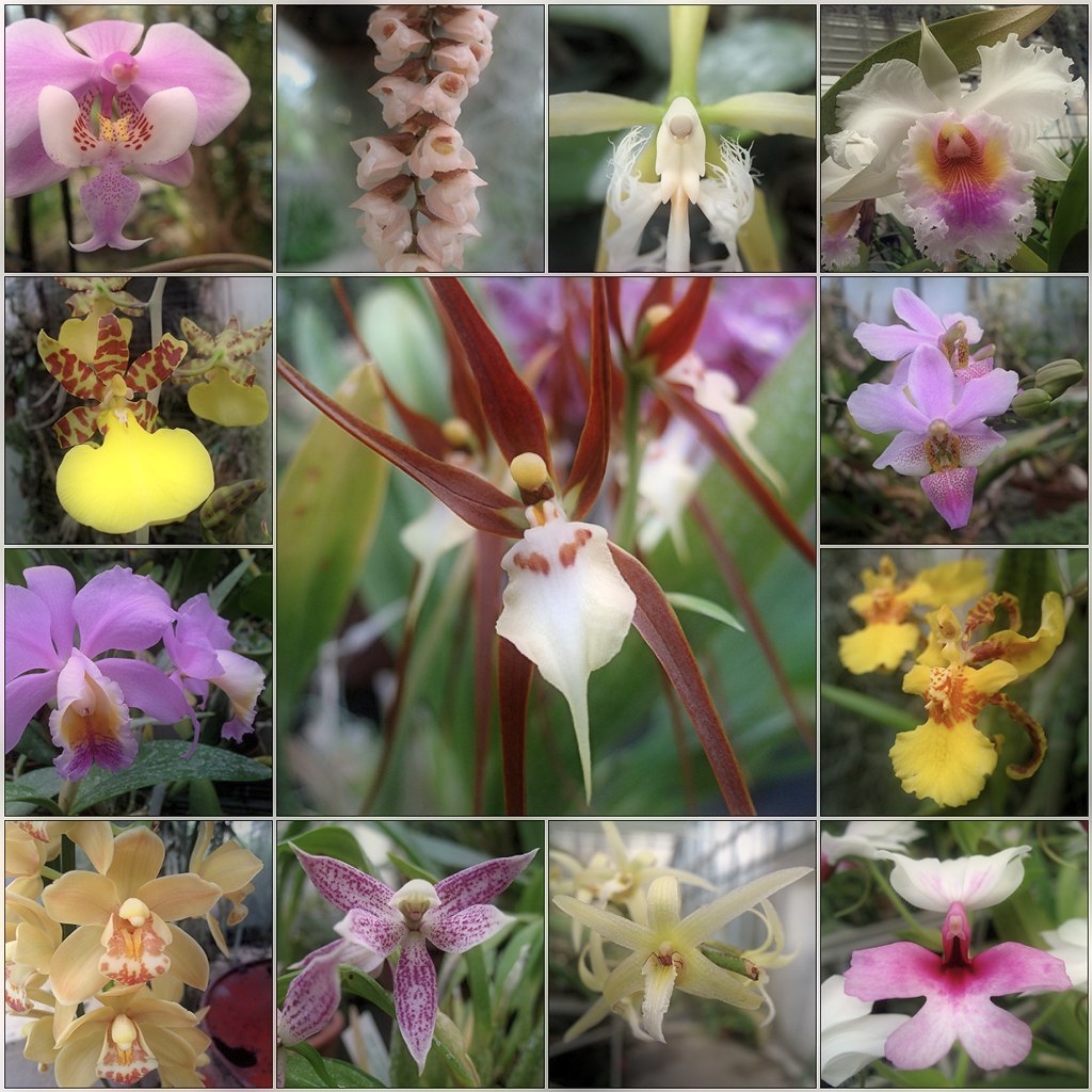 December Orchids a photo on Flickriver