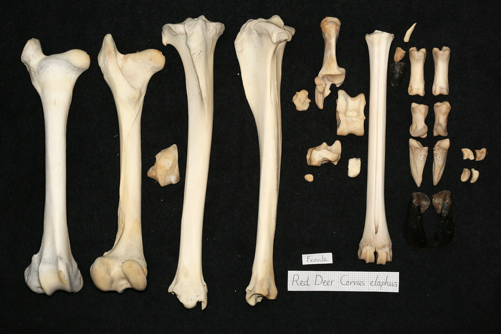 RedDeerHindlimb Red Deer Skeleton John Rochester Flickr
