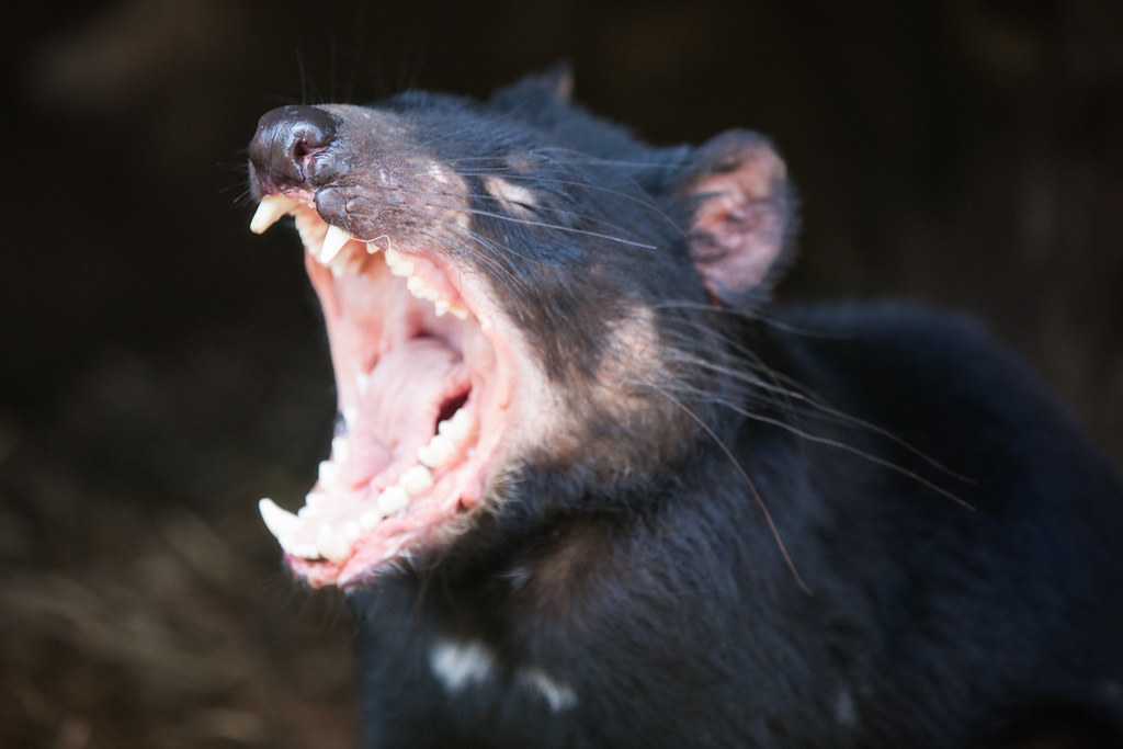 Tasmanian Devil Tasmanian Devil Conservation Park Shane Lin Flickr