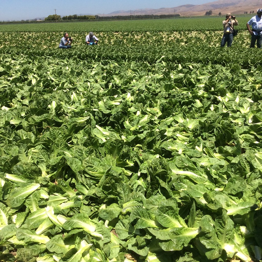 Braga Fresh Family Farms lettuce farm Produce Marketing Association